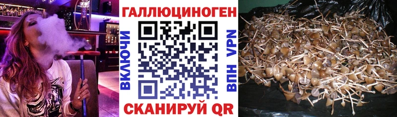 Купить закладки  Магадан  Галлюциногенные грибы мицелий 